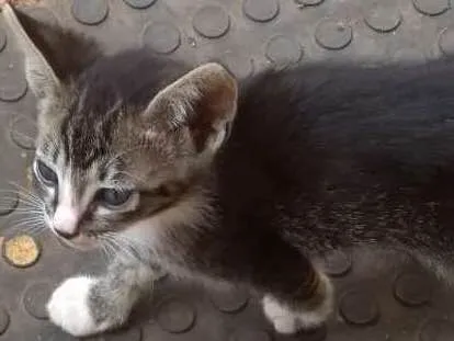 Gato ra a Vira lata idade 2 a 6 meses nome Pretinho, sapeca e J