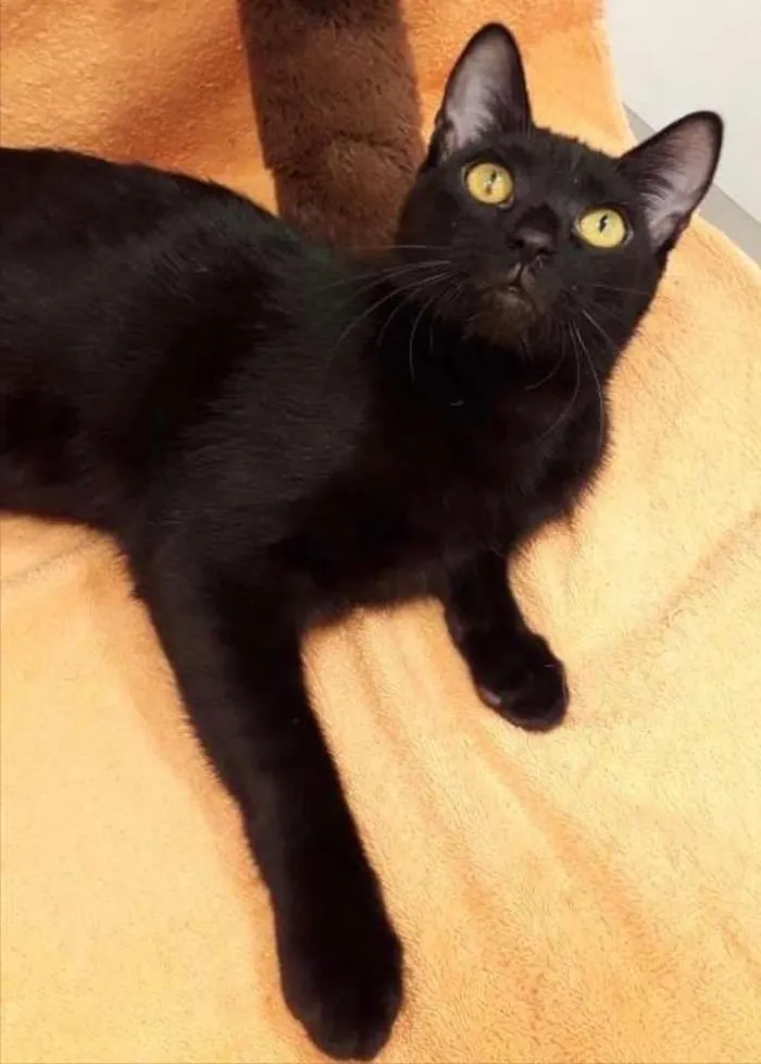 Gato ra a SRD idade 7 a 11 meses nome HOPE 