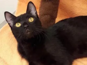 Gato raça SRD idade 7 a 11 meses nome HOPE 