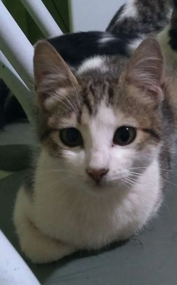 Gato ra a Indefinida idade 7 a 11 meses nome Sem nome