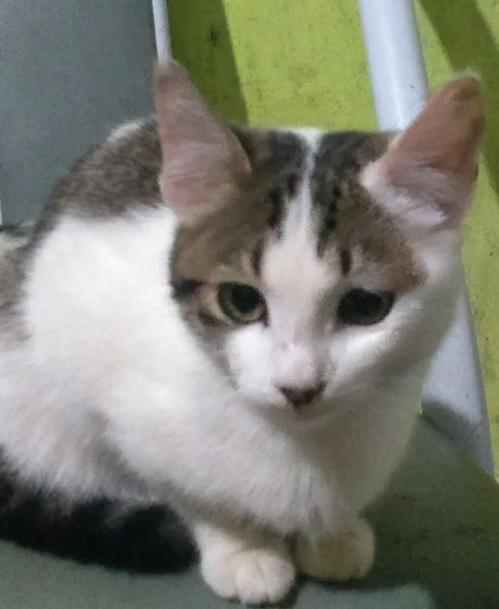 Gato ra a Indefinida idade 7 a 11 meses nome Sem nome