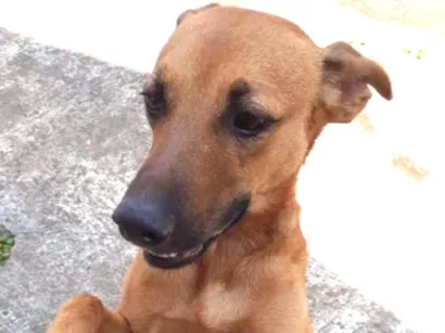 Cachorro raça Não sei idade  nome Não sei o nome 