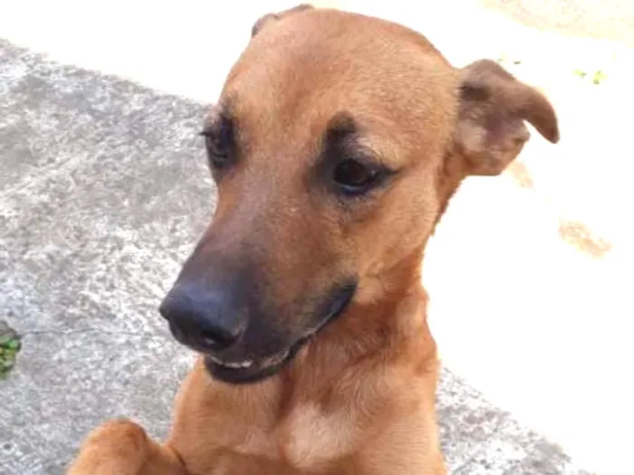 Cachorro ra a Não sei idade  nome Não sei o nome 