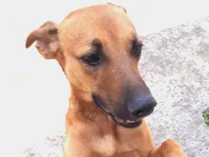 Cachorro raça Não sei idade  nome Não sei o nome 