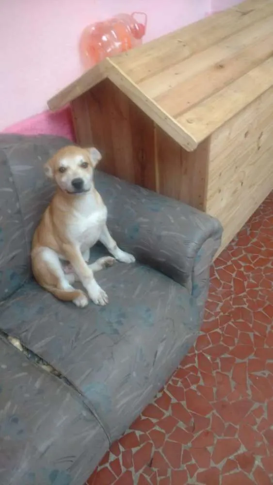 Cachorro ra a Sem raça definida idade 2 a 6 meses nome Favela