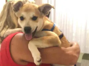 Cachorro raça Sem raça definida idade 2 a 6 meses nome Favela