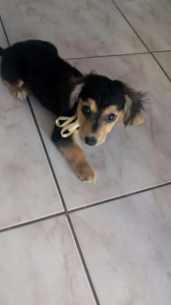 Cachorro ra a Indefinida idade Abaixo de 2 meses nome Filhote 