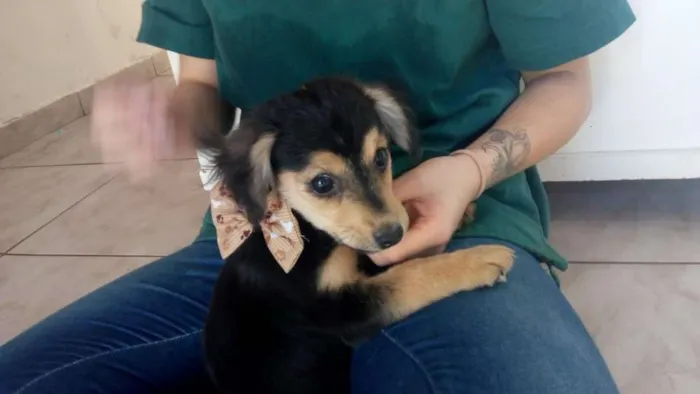 Cachorro ra a Indefinida idade Abaixo de 2 meses nome Filhote 