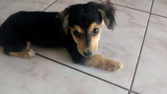 Cachorro ra a Indefinida idade Abaixo de 2 meses nome Filhote 