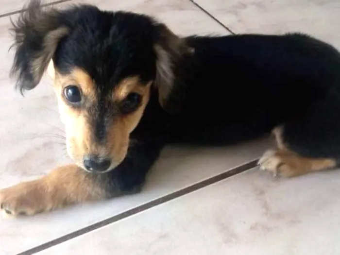 Cachorro ra a Indefinida idade Abaixo de 2 meses nome Filhote 