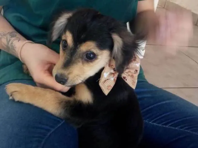 Cachorro ra a Indefinida idade Abaixo de 2 meses nome Filhote 
