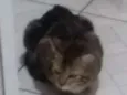 Juju e Osvaldo