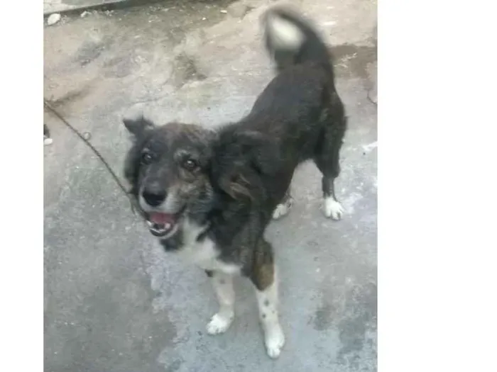 Cachorro raça Srd idade 3 anos nome Bruce