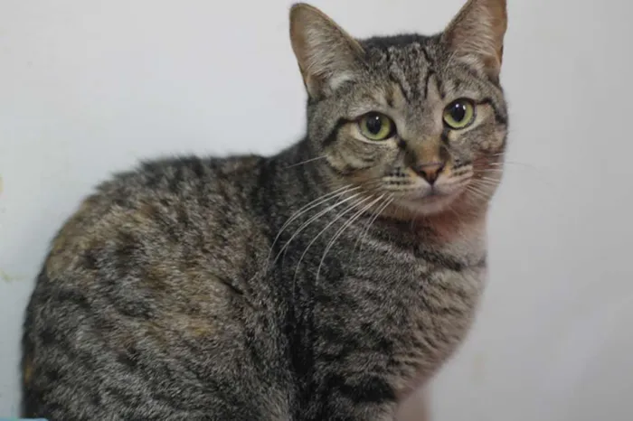 Gato ra a SRD idade 7 a 11 meses nome Amunet