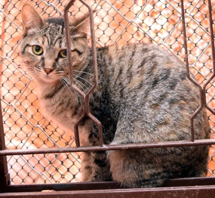 Gato ra a SRD idade 7 a 11 meses nome Amunet