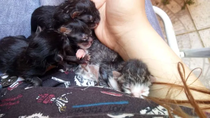 Gato ra a  idade Abaixo de 2 meses nome Sem nome ainda