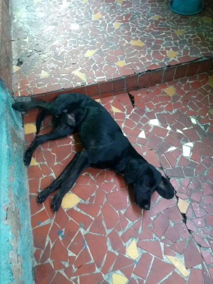 Cachorro ra a Misturado idade 1 ano nome Tody