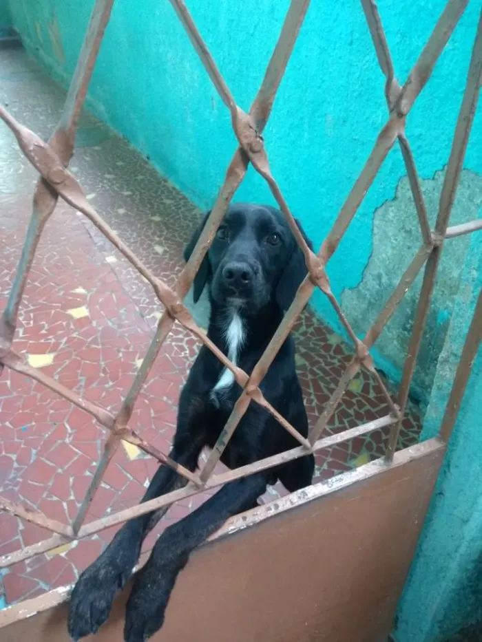 Cachorro ra a Misturado idade 1 ano nome Tody