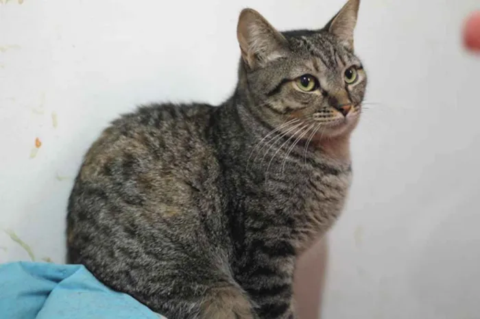 Gato ra a SRD idade 7 a 11 meses nome Amunet