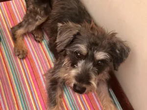 Cachorro raça Srd idade 7 a 11 meses nome Luna