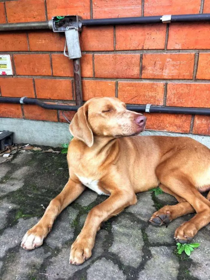 Cachorro ra a ... idade 2 anos nome Sem nome definido
