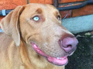 Cachorro raça ... idade 2 anos nome Sem nome definido