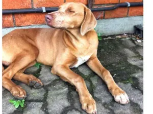 Cachorro raça ... idade 2 anos nome Sem nome definido