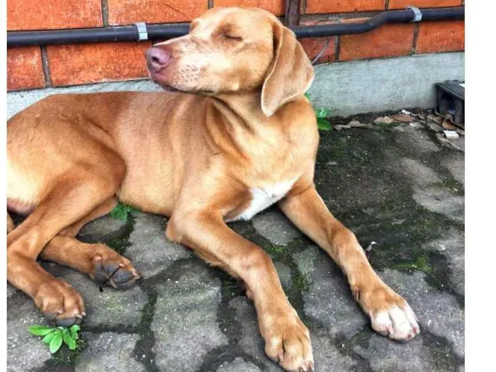 Cachorro ra a ... idade 2 anos nome Sem nome definido