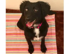 Cachorro raça Srd idade 7 a 11 meses nome Pérola 