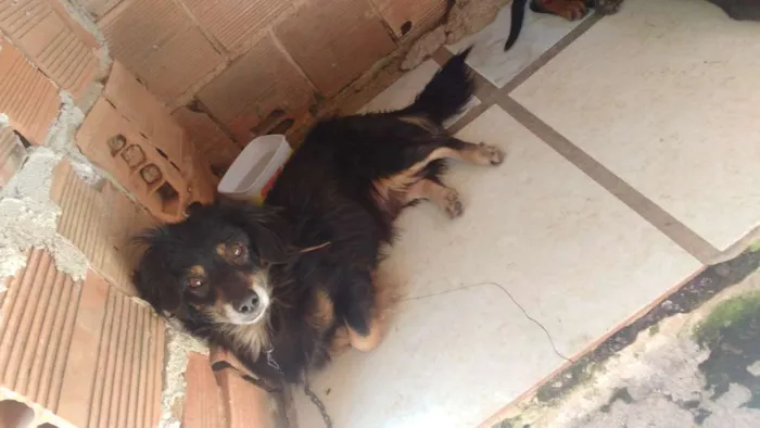 Cachorro ra a Não sei idade 2 anos nome Chop