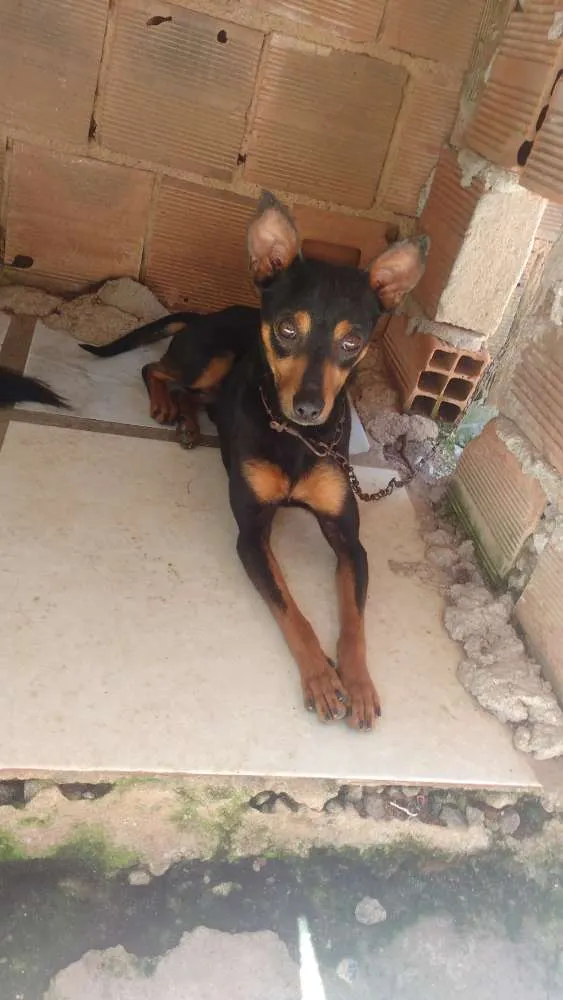 Cachorro ra a Misturado idade 7 a 11 meses nome Foguinho