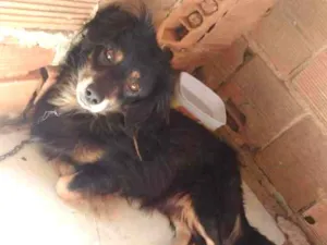 Cachorro raça Não sei idade 2 anos nome Chop