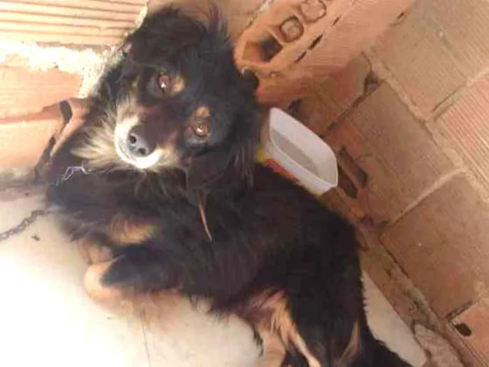 Cachorro ra a Não sei idade 2 anos nome Chop