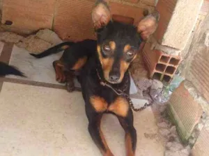 Cachorro raça Misturado idade 7 a 11 meses nome Foguinho