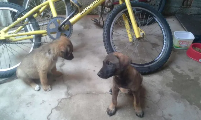 Cachorro raça misturado idade Abaixo de 2 meses nome spaik