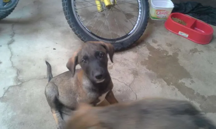 Cachorro raça misturado idade Abaixo de 2 meses nome spaik