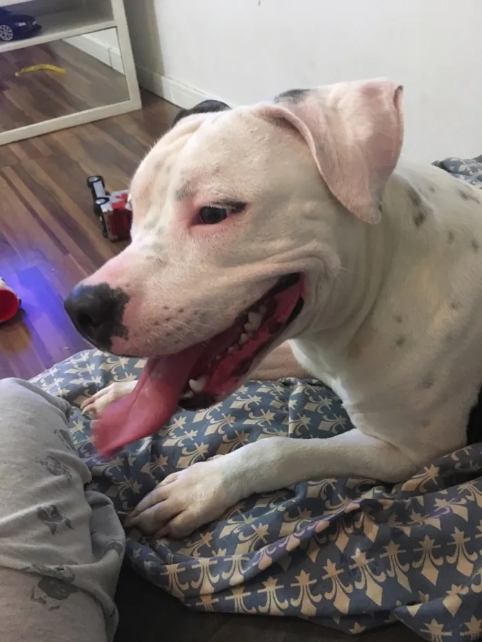 Cachorro ra a American Staff  idade 1 ano nome Kiara