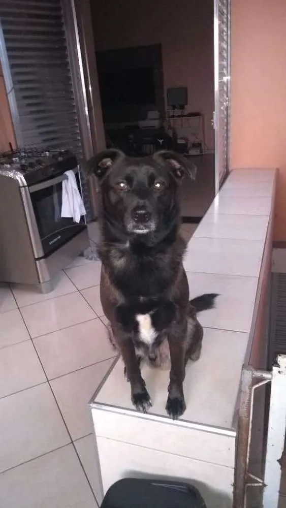 Cachorro ra a Labrador com vira lata idade 3 anos nome John