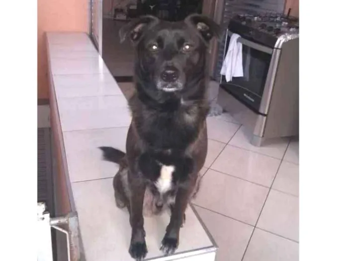 Cachorro ra a Labrador com vira lata idade 3 anos nome John