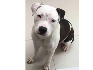 Cachorro raça American Staff  idade 1 ano nome Kiara