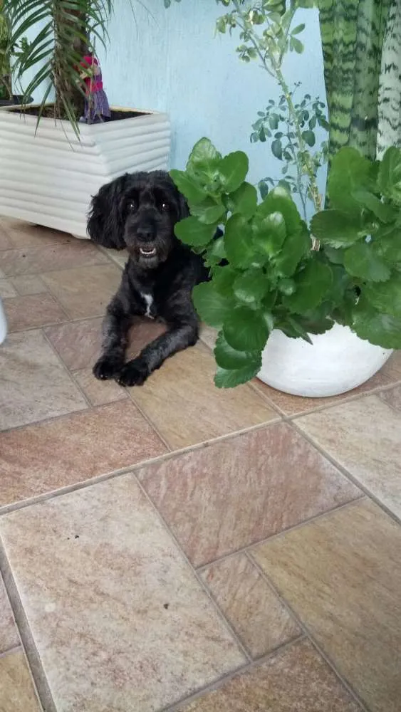 Cachorro ra a Poodle  idade 6 ou mais anos nome Boby