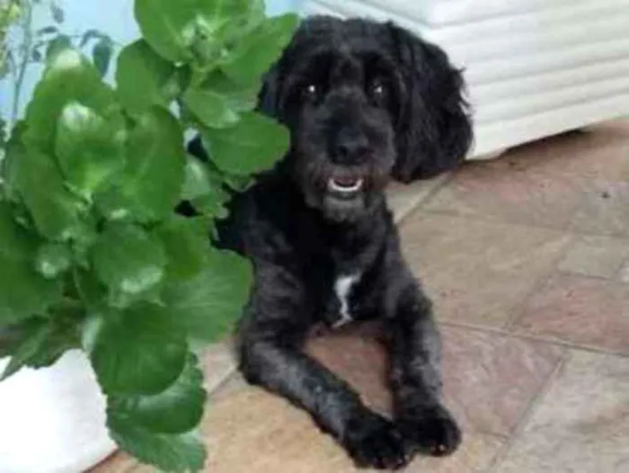 Cachorro ra a Poodle  idade 6 ou mais anos nome Boby