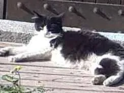 Gato raça Srs idade 7 a 11 meses nome Sem nome