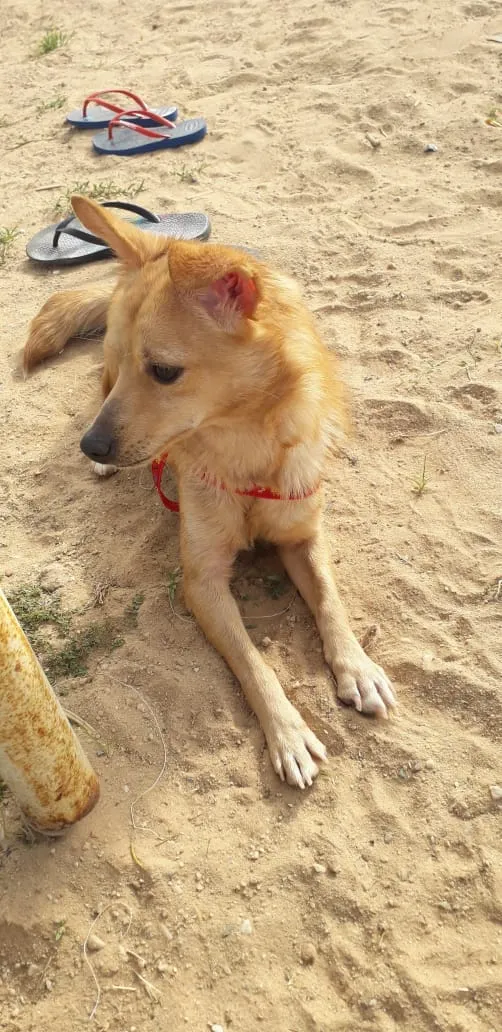 Cachorro ra a Vira lata idade 1 ano nome Nika