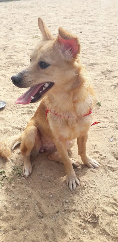 Cachorro ra a Vira lata idade 1 ano nome Nika