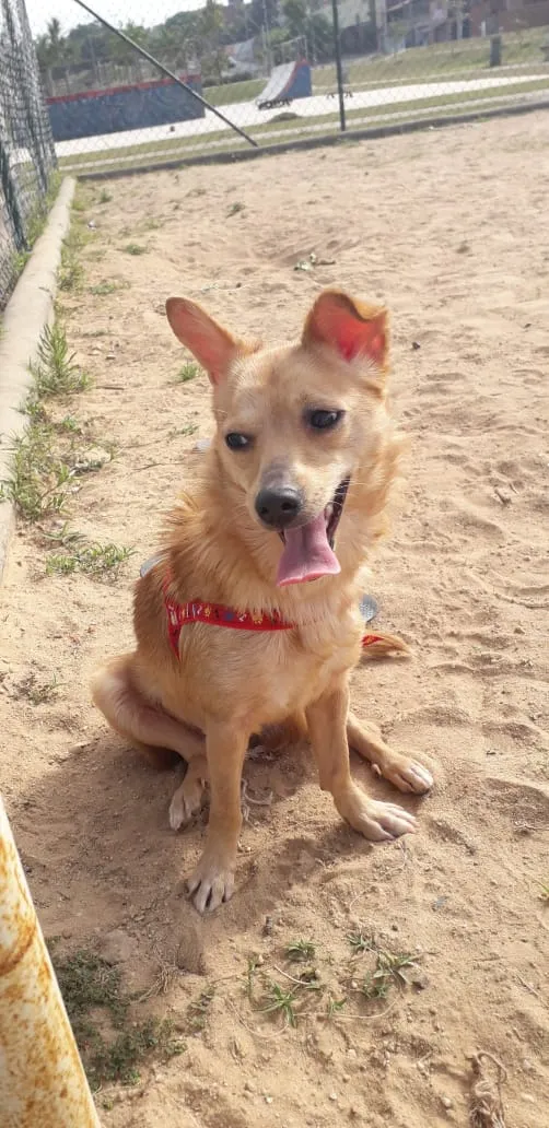Cachorro ra a Vira lata idade 1 ano nome Nika