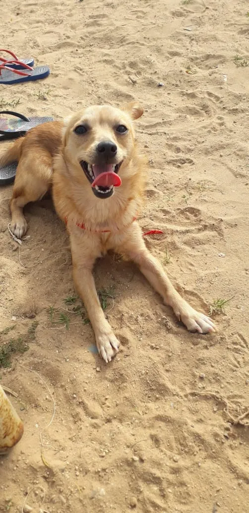 Cachorro ra a Vira lata idade 1 ano nome Nika