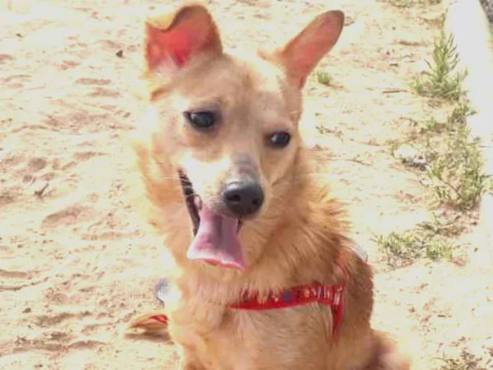 Cachorro ra a Vira lata idade 1 ano nome Nika