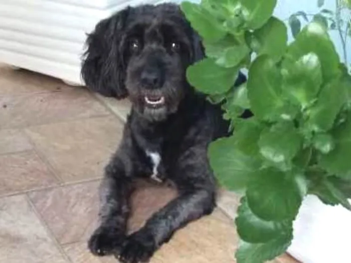Cachorro ra a Poodle  idade 6 ou mais anos nome Boby