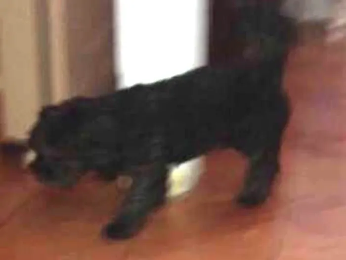 Cachorro ra a Poodle  idade 6 ou mais anos nome Boby